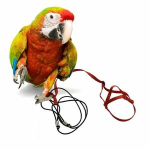Traky pre papagáje XL červené vyobraziť