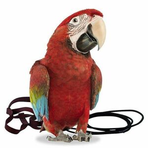 Traky pre papagáje XL čierne vyobraziť