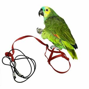 Traky pre papagáje S červené vyobraziť